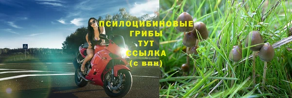 ПСИЛОЦИБИНОВЫЕ ГРИБЫ Бикин